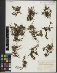 Foto von Salix serpyllifolia Scop.